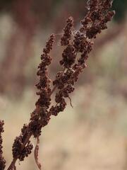(c) Daniel Cahen, some rights reserved (CC BY) Rumex cristatus, photograph (c) Daniel Cahen, some rights reserved (CC BY)