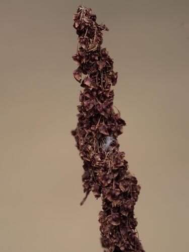 Rumex cristatus, photograph 3