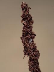 (c) Daniel Cahen, some rights reserved (CC BY) Rumex cristatus, photograph (c) Daniel Cahen, some rights reserved (CC BY)