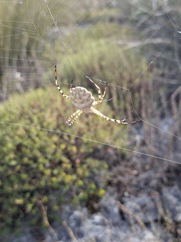 Lobed Argiope
