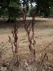 (c) Daniel Cahen, some rights reserved (CC BY) Rumex cristatus, photograph (c) Daniel Cahen, some rights reserved (CC BY)