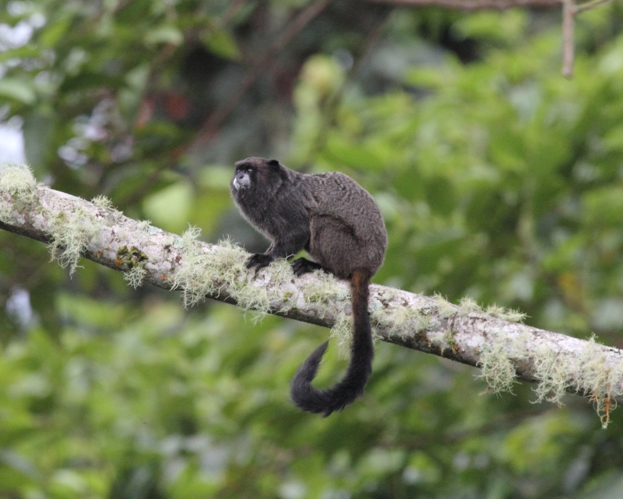 Black-mantled Tamarin Characteristics, Leontocebus Nigricollis Facts