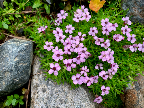 Moss Campion