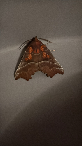 Herald Moth