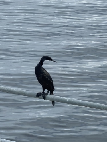 Pelagic Cormorant