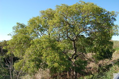 Albizia inundata