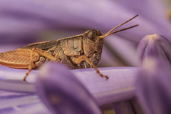 Phaulacridium vittatum