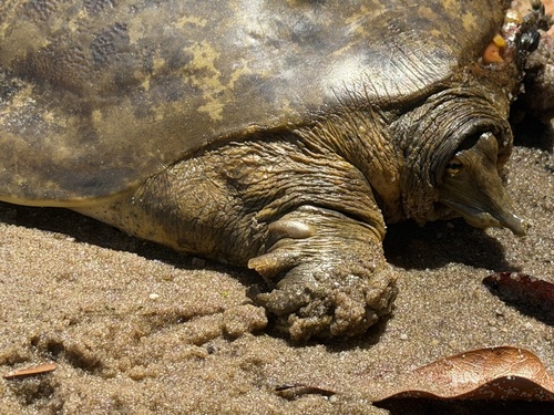 Gulf Coast Smooth Softshell Turtle