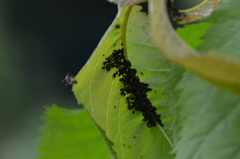 Myzus cerasi