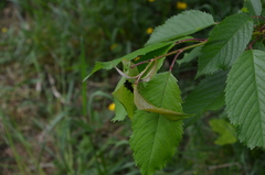 Myzus cerasi