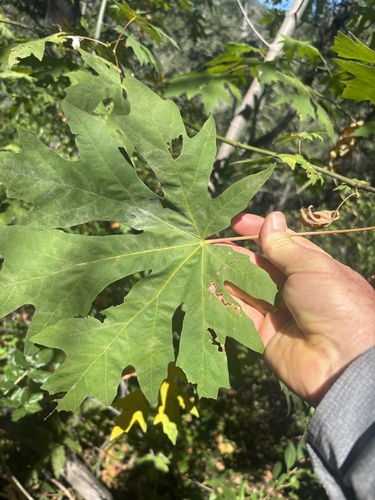 Bigleaf Maple seen in Sonoma Valley