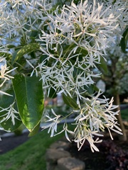 Chionanthus