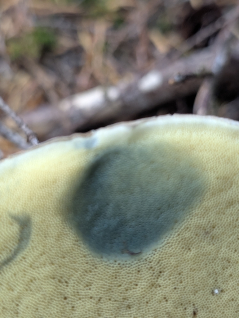 Dark Bitter Bolete · August 2026 · photo: Photo: no rights reserved · iNaturalist