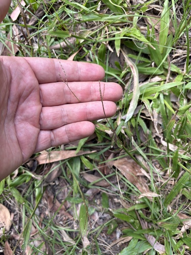 Axonopus compressus, photograph 2