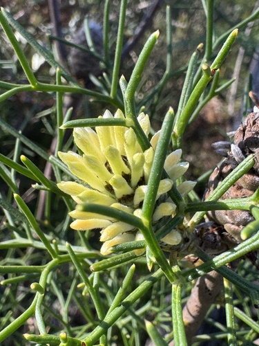 Petrophile sessilis observed 2026-08-13