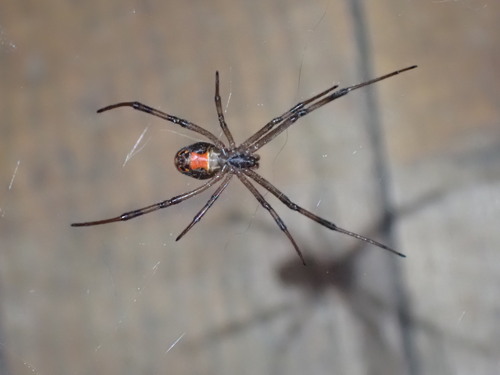 Western Black Widow