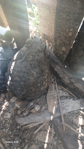 Giant Toad