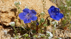 Phacelia nashiana