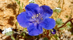 Phacelia nashiana