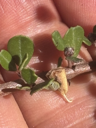 Buckbrush seen in Sonoma Valley