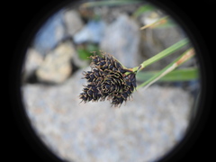 Carex parviflora, photograph (c) Yves Bas, some rights reserved (CC BY)
