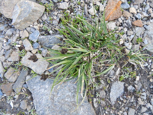 Carex parviflora, photograph 6