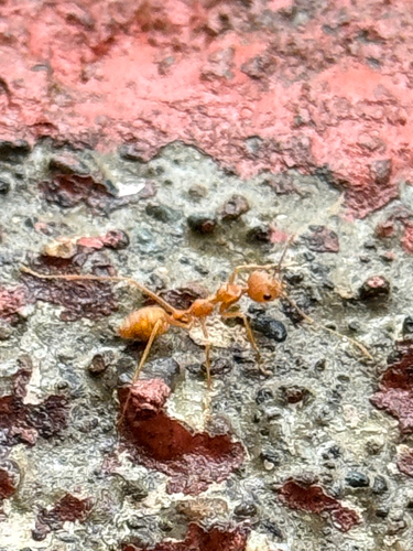 Asian Weaver Ant