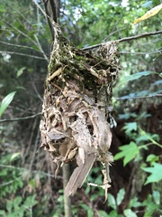 Vireo griseus