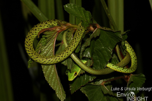 Spotted Green Snake