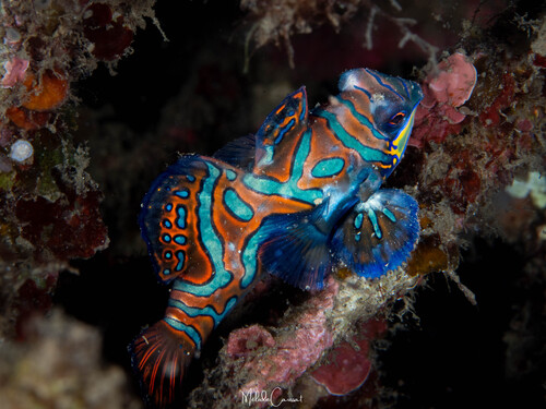 Synchiropus splendidus observed 2026-08-07