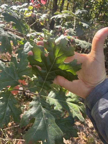 California black oak seen in Sonoma Valley
