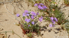 Gilia cana