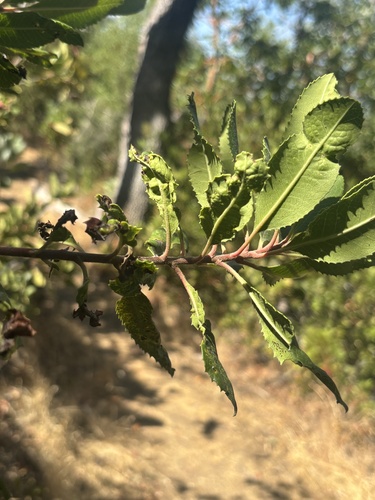 Toyon Gall Thrips seen in Sonoma Valley