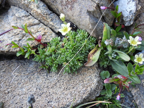 Saxifraga exarata, photograph 3