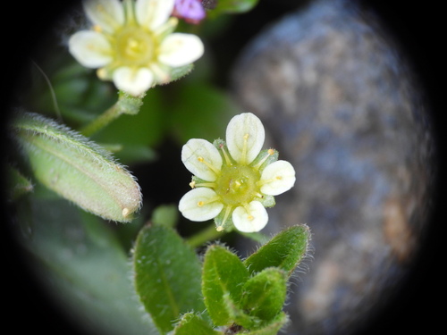Saxifraga exarata, photograph 2