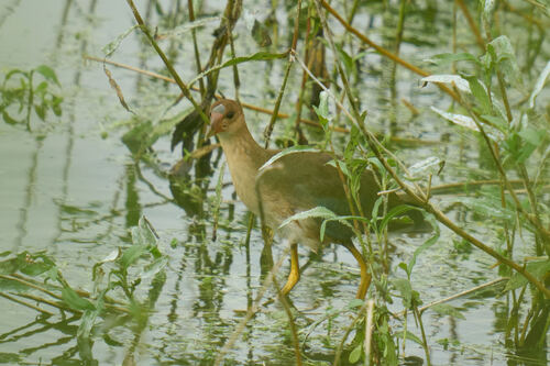iNaturalist observation photo of Purple Gallinule
