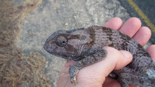 Flap-necked Chameleon