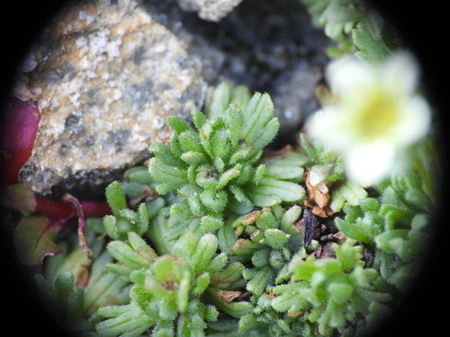 Saxifraga exarata, photograph 4