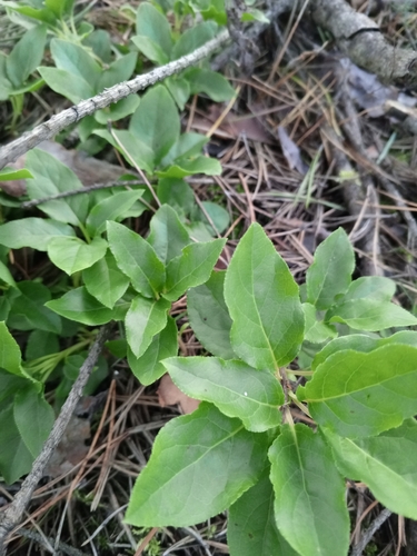 one-sided wintergreen