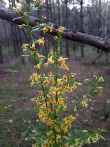 European goldenrod