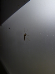 Chironomidae
