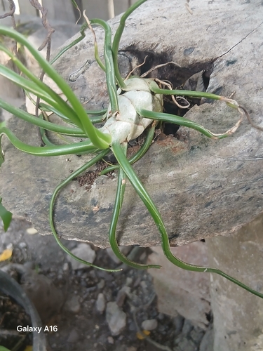Bulbous Airplant