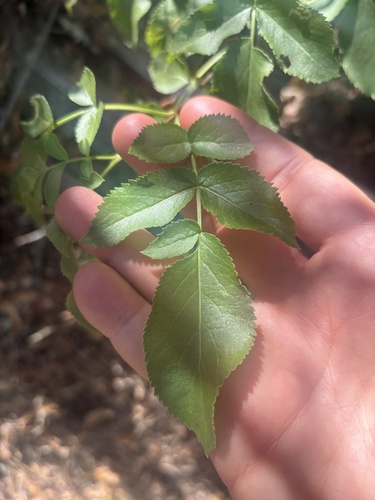Blue Elder seen in Sonoma Valley