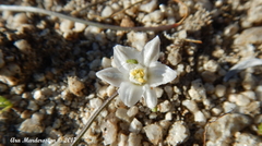 Muilla coronata