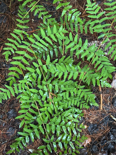 American Royal Fern