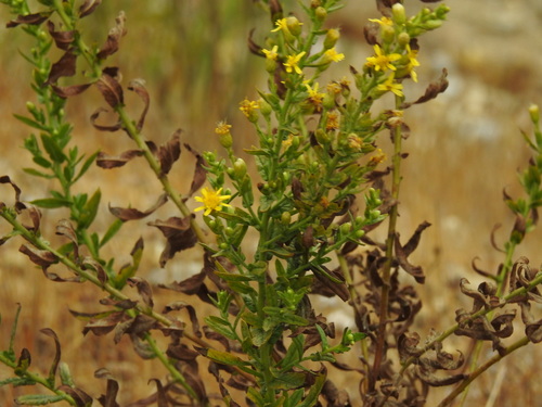 Dittrichia viscosa viscosa