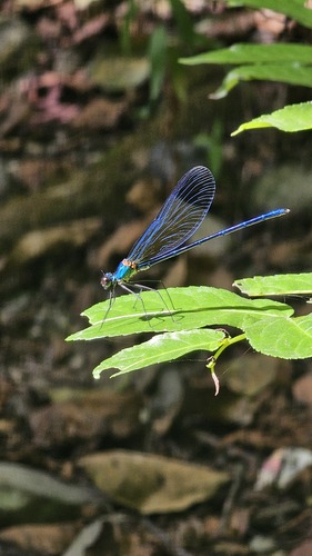 Banded Demoiselle