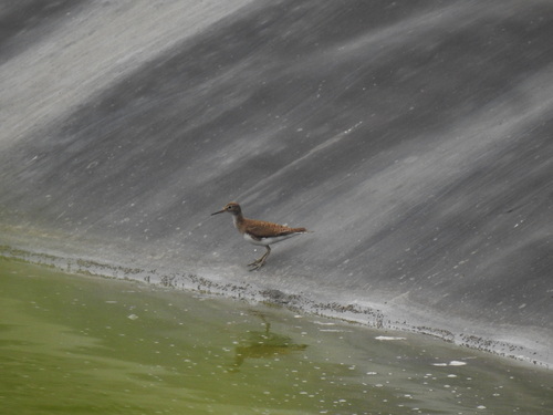 Common Sandpiper