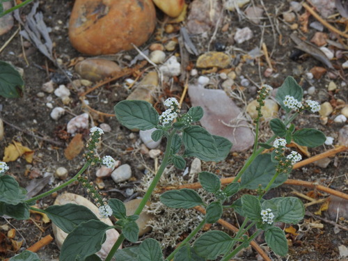 European heliotrope
