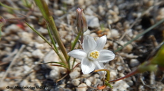 Muilla coronata